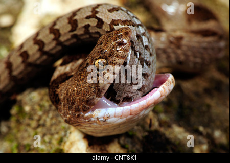 cat snake, European cat snake (Telescopus fallax), is feeding on a young glass lizard, Greece, Peloponnes Stock Photo