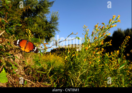 Plain Tiger, African Monarch (Danaus chrysippus, Anosia chrysippus), sitting on a twig, Greece, Peloponnes, Mani Stock Photo