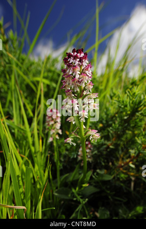 burnt orchid (Orchis ustulata), blooming, Italy, Nationalpark Abruzzen Stock Photo