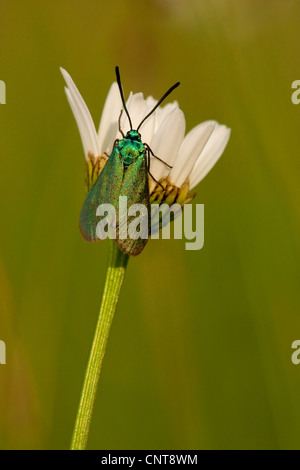 Forester, Common forester (Procris statices, Adscita statices), sitting at a daisy blossom, Germany, Rhineland-Palatinate Stock Photo