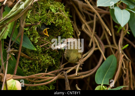 winter wren (Troglodytes troglodytes), adult feeding chick that is begging while looking out of the nest formed of moss, Germany, Rhineland-Palatinate Stock Photo