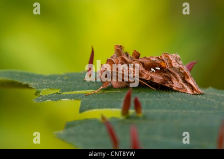 beautiful golden Y (Autographa pulchrina), sitting on a leaf with lime galls, Germany, Rhineland-Palatinate Stock Photo