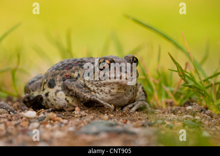 common spadefoot, garlic toad (Pelobates fuscus), sitting on gravel ground, Germany, Rhineland-Palatinate Stock Photo