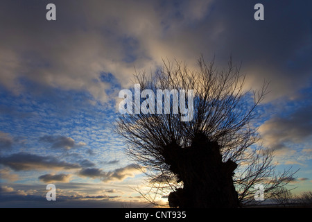 tree silhouette in front of a cloudy sky at sunrise, Germany, Mecklenburg-Western Pomerania, Wustrow am Bodden Stock Photo