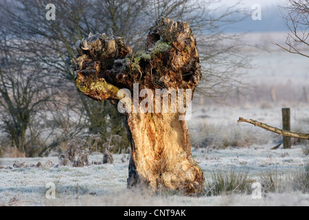 willow, osier (Salix spec.), leftovers of an old pollarded willow in a winter landscape, Germany Stock Photo