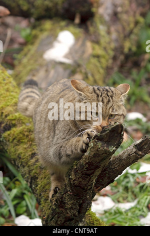 wild cat (Felis silvestris), sharpening the claws on a mossy dead branch, Germany Stock Photo