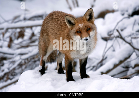 red fox (Vulpes vulpes), standing on a snow hill at the edge of a thicket, Germany Stock Photo