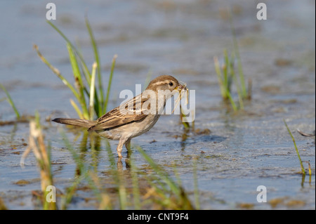 house sparrow (Passer domesticus), standing in water with dragonfly in its beak, Austria, Burgenland Stock Photo