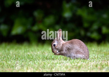 European rabbit (Oryctolagus cuniculus), juvenile in a meadow cleaning the paws, Germany, North Rhine-Westphalia