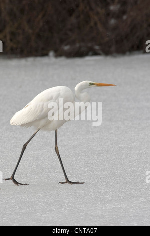 great egret, Great White Egret (Egretta alba, Casmerodius albus, Ardea alba), walking over an ice sheet of a frozen lake, Germany Stock Photo
