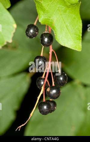 European bird cherry (Prunus padus, Padus avium), fruits at a branch, Germany Stock Photo