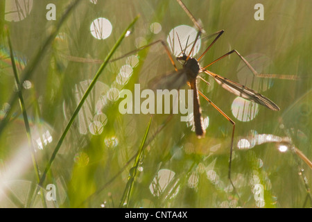 meadow cranefly, grey daddy-long-legs (Tipula paludosa), sitting in grass, Germany, Rhineland-Palatinate Stock Photo
