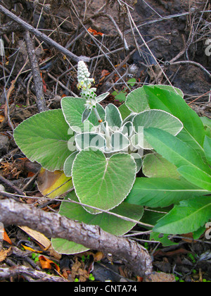 Teno False Sage (Sideritis cretica), blooming, endemic to Canary Islands, Canary Islands, Tenerife Stock Photo