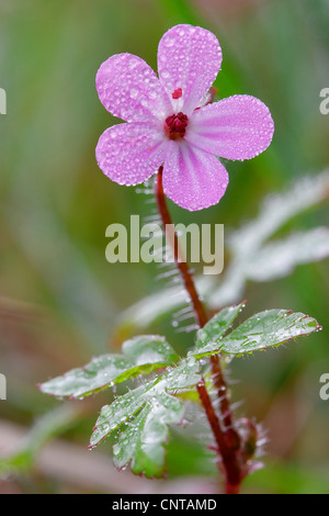 herb robert (Geranium robertianum), flower with morning dew, Germany, North Rhine-Westphalia Stock Photo