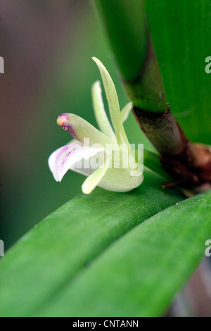 Ponera profilera (Ponera profilera), flower Stock Photo