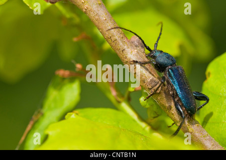 violet tanbark beetle (Callidium violaceum), sitting on a twig, Germany, Rhineland-Palatinate Stock Photo