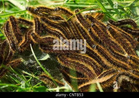 Pine processionary moth (Thaumetopoea pityocampa), caterpillars, France Stock Photo