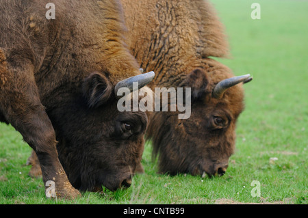 European bison, wisent (Bison bonasus caucasicus), two individuals grazing next to each other Stock Photo