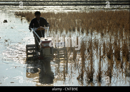 Laos, Dist. Sang Thong, rice farming , plowing rice field with hand tractor so called iron buffalo Stock Photo