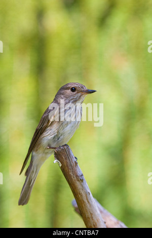 spotted flycatcher (Muscicapa striata), sitting on a twig, Germany Stock Photo