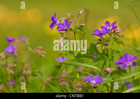 wood cranesbill (Geranium sylvaticum), blooming, Germany, North Rhine-Westphalia Stock Photo