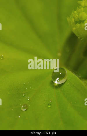 lady's mantle (Alchemilla spec.), Water drop on a leaf Stock Photo