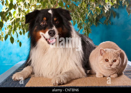Australian Shepherd (Canis lupus f. familiaris), lying on the floor with British Shorthair Stock Photo