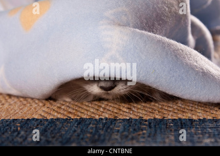 domestic cat, house cat (Felis silvestris f. catus), nose of a cat under a blanket Stock Photo