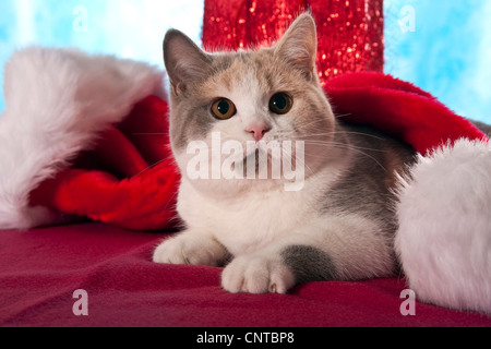British Shorthair (Felis silvestris f. catus), lying under Santa Claus caps Stock Photo