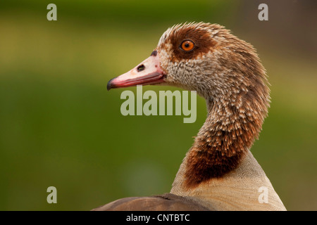 Egyptian goose (Alopochen aegyptiacus), portrait, Germany, Rhineland-Palatinate Stock Photo