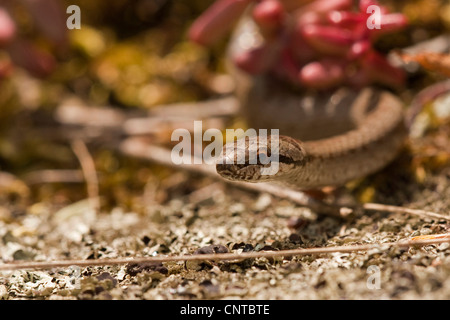 smooth snake (Coronella austriaca), portrait, Germany, Rhineland-Palatinate Stock Photo