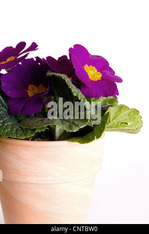 true English primrose (Primula acaulis, Primula vulgaris), primrose in pot Stock Photo