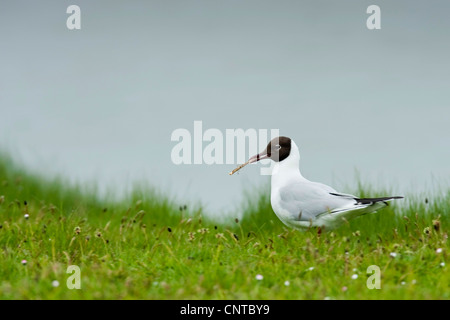 black-headed gull (Larus ridibundus), sitting on a dike with a drangonfly in in its beak, Netherlands, Texel Stock Photo