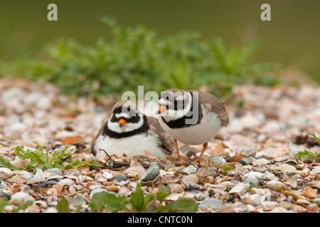 ringed plover (Charadrius hiaticula), breeding on a gravel bank, Netherlands, Texel Stock Photo