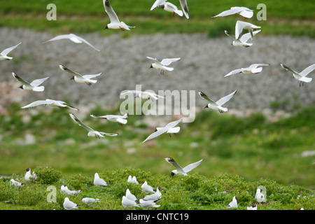 black-headed gull (Larus ridibundus), colony on a dike, Netherlands, Texel Stock Photo