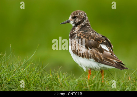 ruddy turnstone (Arenaria interpres), sitting on a dike, Netherlands, Texel Stock Photo