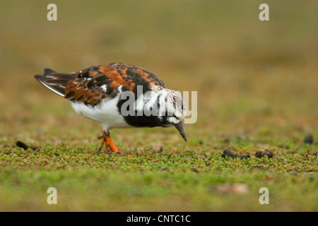 ruddy turnstone (Arenaria interpres), male on the feed, Netherlands, Texel Stock Photo