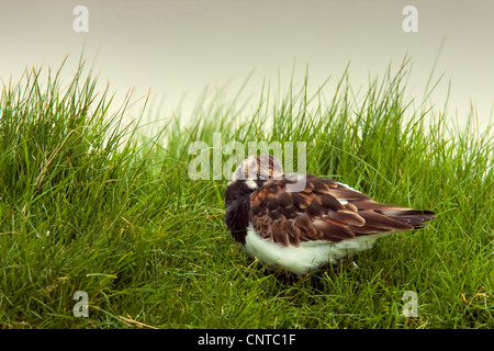 ruddy turnstone (Arenaria interpres), sleeping in the dunes, Netherlands, Texel Stock Photo