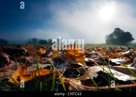 view from out of autumn foliage through a meadow on groves in morning mist, Germany, Saxony, Vogtlaendische Schweiz Stock Photo
