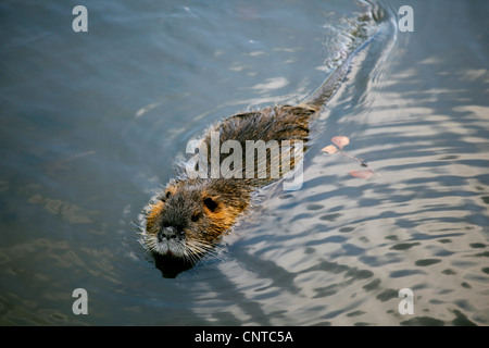 coypu, nutria (Myocastor coypus), swimming at the surface of a water, Germany, Switzerland Stock Photo