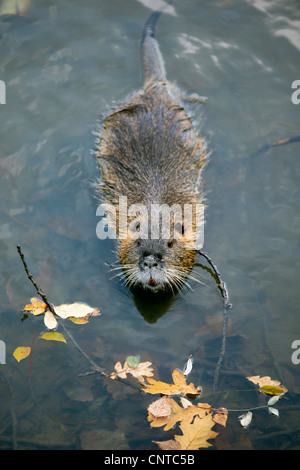 coypu, nutria (Myocastor coypus), swimming to the shore of a water, Germany, Switzerland Stock Photo