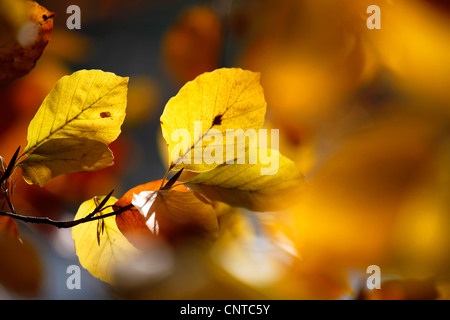 common beech (Fagus sylvatica), leaves at a twig in autumn yellow and brown, Germany Stock Photo