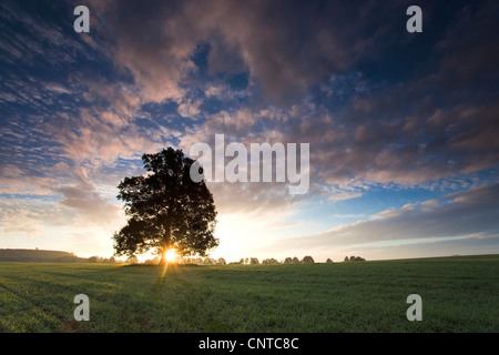 sunrise over a field with a single tree in the foreground, Germany, Vogtlaendische Schweiz Stock Photo