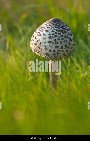 parasol (Macrolepiota procera, Lepiotia procera), in a meadow, Germany, Rhineland-Palatinate Stock Photo