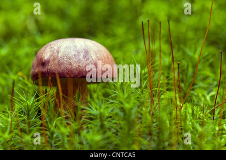 Bay bolete (Boletus badius), in moss, Germany, Rhineland-Palatinate Stock Photo