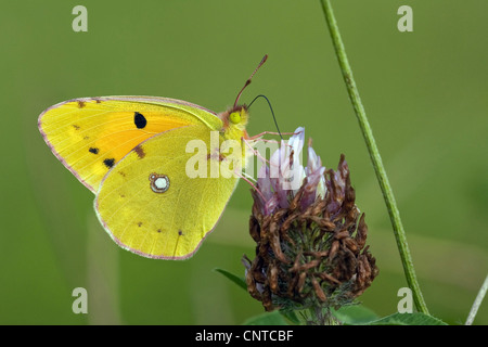 Common Clouded Yellow; Dark Clouded Yellow (Colias croceus, Colias crocea), sitting on a red clover, Germany, Rhineland-Palatinate Stock Photo