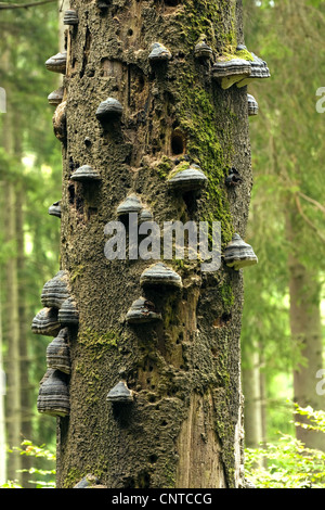 hoof fungus, tinder bracket (Fomes fomentarius), at a spruce, Germany, Rhineland-Palatinate Stock Photo
