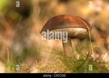 brown birch bolete (Leccinum scabrum), in grass, Germany, Rhineland-Palatinate Stock Photo