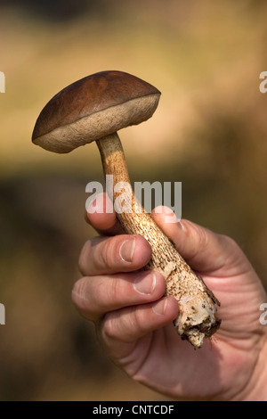brown birch bolete (Leccinum scabrum), hand with a birch bolete, Germany, Rhineland-Palatinate Stock Photo