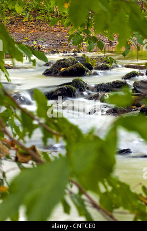 view at a brook through the foliage of a shore tree, Germany, Rhineland-Palatinate Stock Photo